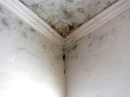 Reliable Montgomeryville, PA Mold Removal Solutions