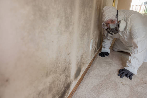 Why You Should Choose Our Mold Remediation Services in Montgomeryville, PA